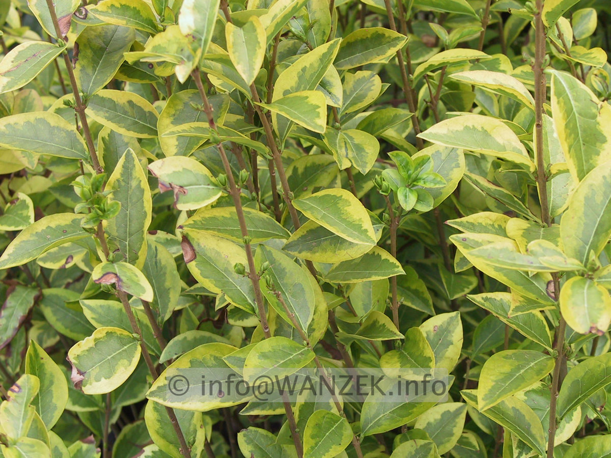 Ligustrum ovalifolium Aureum 01.JPG